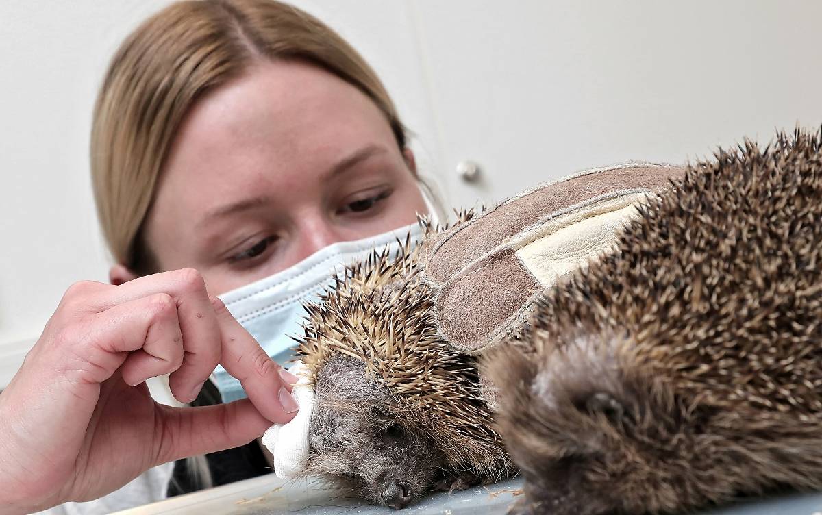  Vorsicht ist bei der Behandlung der Igel gefragt: Pauline Giesen, tiermedizinische Fachangestellte, trägt deshalb auch einen Handschuh, wenn sie kleinen Tiere, die allmählich aus dem Winterschlaf aufwachen, anfassen muss. 