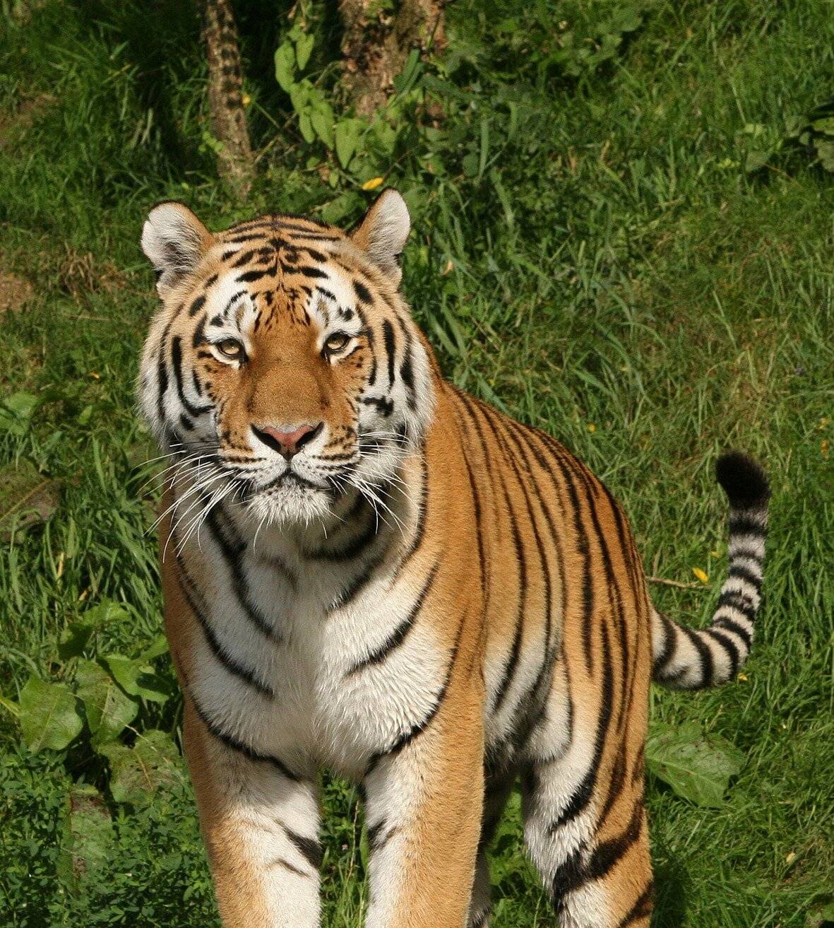  Amurtiger Mandschu ist mit 16 Jahren im Wuppertaler Zoo gestorben. 